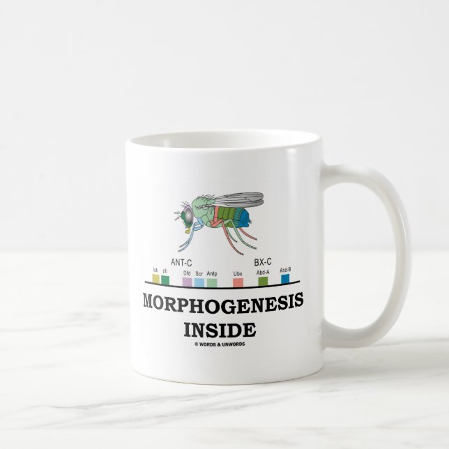 Mug Intérieur de morphogénèse (gènes de drosophile de (Droite)
