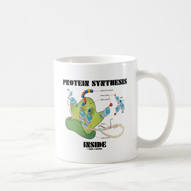 Mug Intérieur de synthèse de protéine (biologie (Droite)