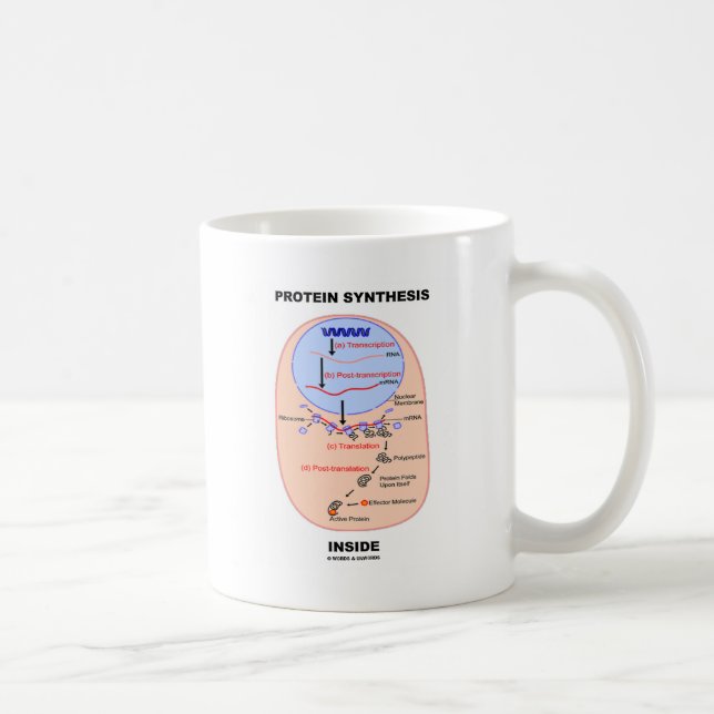 Mug Intérieur de synthèse de protéine (diagramme de (Droite)