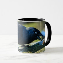 Jackdaw