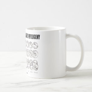 Mug L'ontogénèse récapitule la phylogénie (la