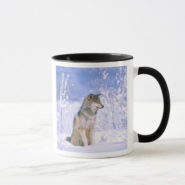 Mug Loup de bois assis dans la neige, Canis lupus, (Droite)