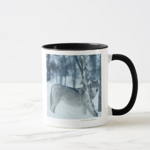 Mug Loup (lupus de Canis) pendant l'hiver