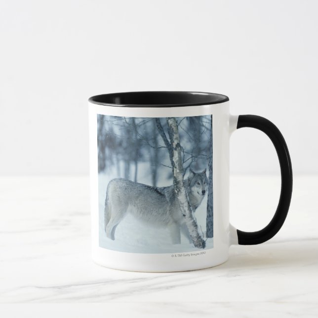 Mug Loup (lupus de Canis) pendant l'hiver (Droite)