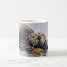 Loutre de mer de la Californie