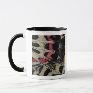 Mug Mansfieldi en gros plan de Bhutanitis de dessous