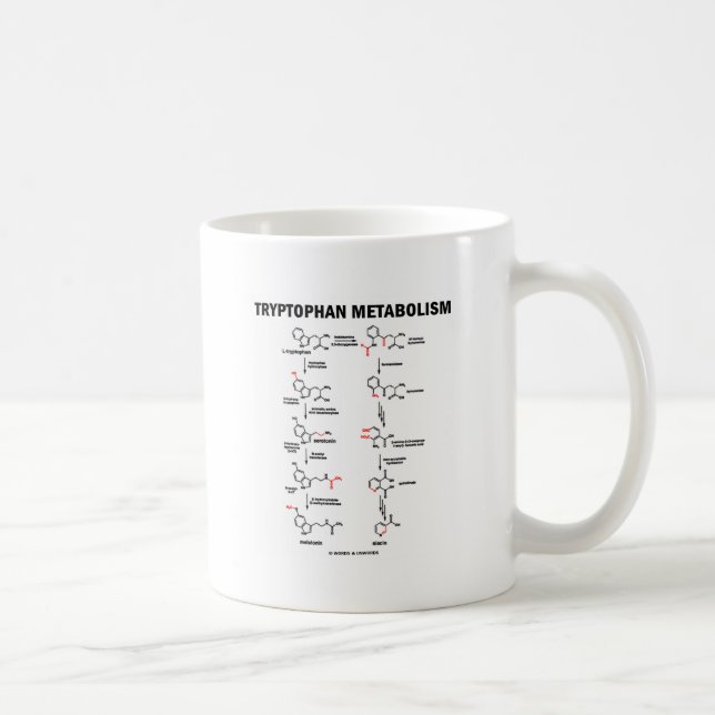 Mug Métabolisme de tryptophane (chimie) (Droite)