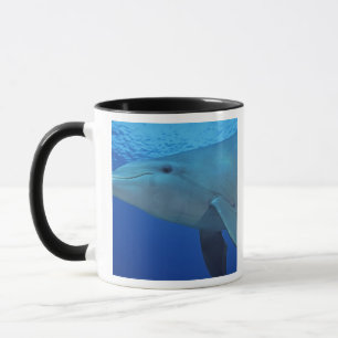 Mug Mexique, Cozumel. Dauphin en bouteille, Tursiops 4