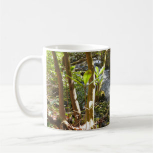Mug Mingus Creek dans les Smoky Mountains