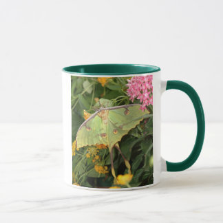 Mug mite verte
