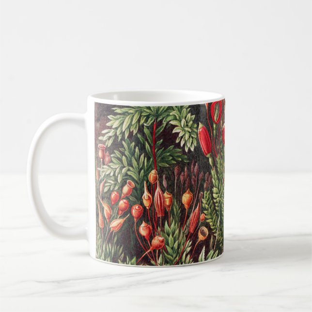 Mug Mosses, Muscinae Laubmoose par Ernst Haeckel (Gauche)