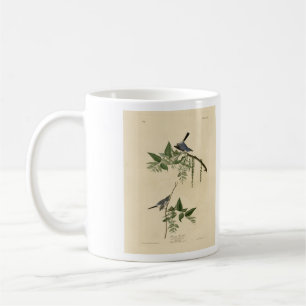 Mug Moucherolle gris-bleu - Audubon's Birds of America