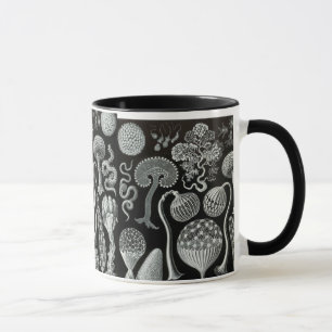Mug Mycetozoa d'Ernst Haeckel