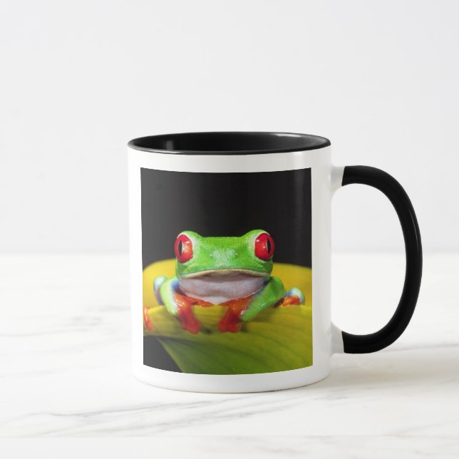 Mug Oeil rouge Treefrog, Agalychinis callidryas, autoc (Droite)