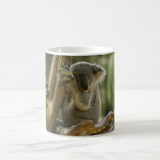 Mug Ours de koala somnolent