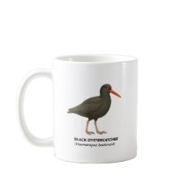 Oystercatcher noir - Oiseaux de Californie