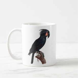Mug Palm Cockatoo, Probosciger aterrimus Parrot Co