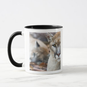 Mug Panthère de Floride
