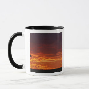 Mug Parapluie Thorn Acacia, Acacia tortilis, 2