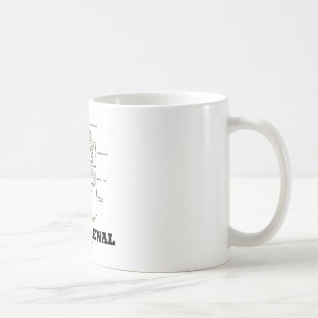 Mug Pensez rénal (le néphron de rein) (Droite)