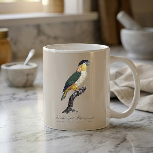 Mug Perruche à tête noire mâle, Pionites melanocephalu