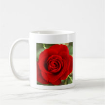 Photo d'une rose rouge