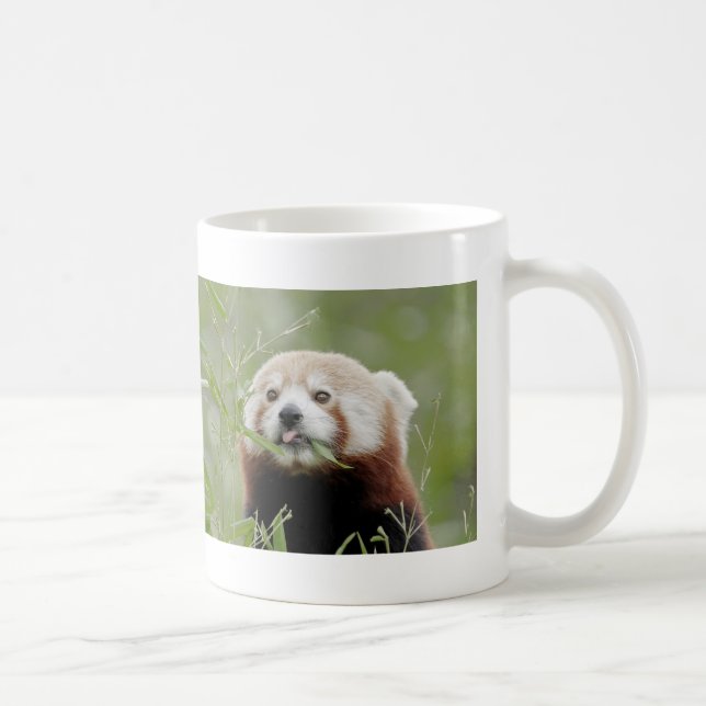 Mug Photo red panda , animals 0401. (Right)