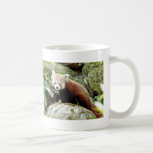 Mug Photo red panda , animals 0403.