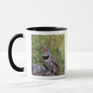 Mug Pic flamboyant, Colaptes auratus, à hampe rouge