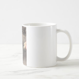 Mug pigeon