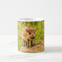 Piglet de sanglier