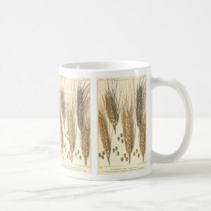 Mug Plante du blé résistant à la sécheresse, agricultu