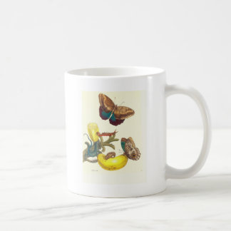 Mug Plaquez la musa paradisiaca de #23-, teucer de