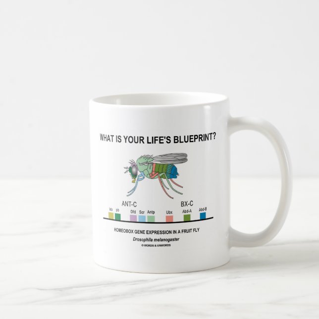 Mug Quel est le plan directeur de votre vie ? (Express (Droite)