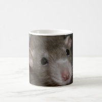 Rat curieux
