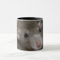 Rat curieux