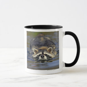 Mug Raton laveur adulte, lotorOrder de Procyon :