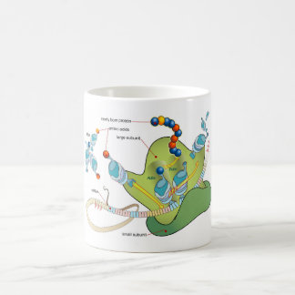 Mug Ribosome mRNA tRNA molecules proteins Diagram 