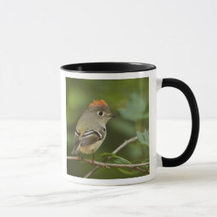 Mug Roitelet à couronne rubis mâle, Regulus calendula