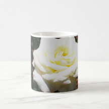 Rose jaune pâle