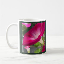 Ruby Red Morning Glory