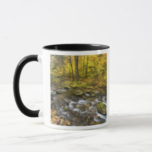 Mug Sanderson Brook. Forêt d'État de Chester-Blanford