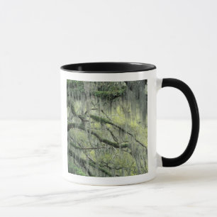 Mug Savannah, Géorgie, chêne vivant drapé de