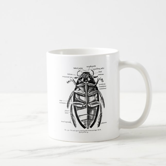 Mug Scarabée vintage d'extracteur de Hydrophilidae (Droite)
