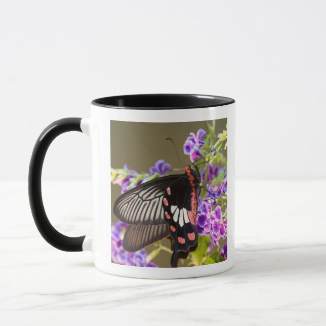 Mug SE Asie, Thaïlande, Doi Inthanon, Papilio (Gauche)