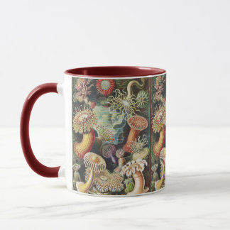 Mug Sea Anemone Scientific Nature Ocean