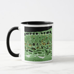 Mug Section transversale de feuille