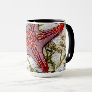 Mug Starfish, Zanzibar, Tanzanie
