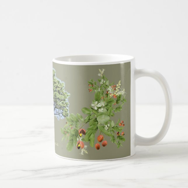 Mug Tendência ilustração botânica Copaíba khaki (Droite)