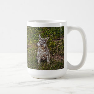 Mug Terrier Schnauzer race de chiens de chiens de chie
